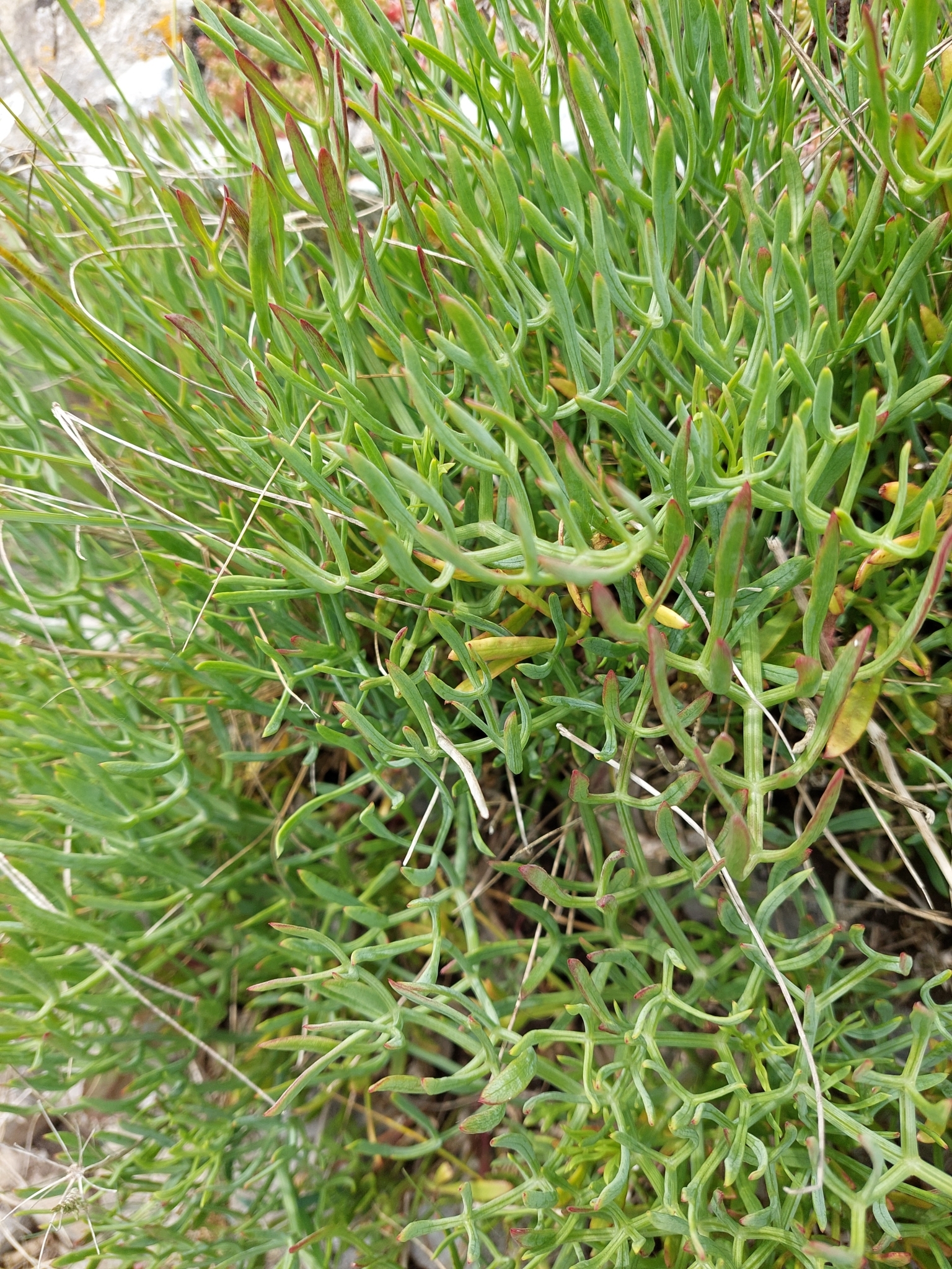 A small dish of Greek pickled kritamo rock samphire in olive oil