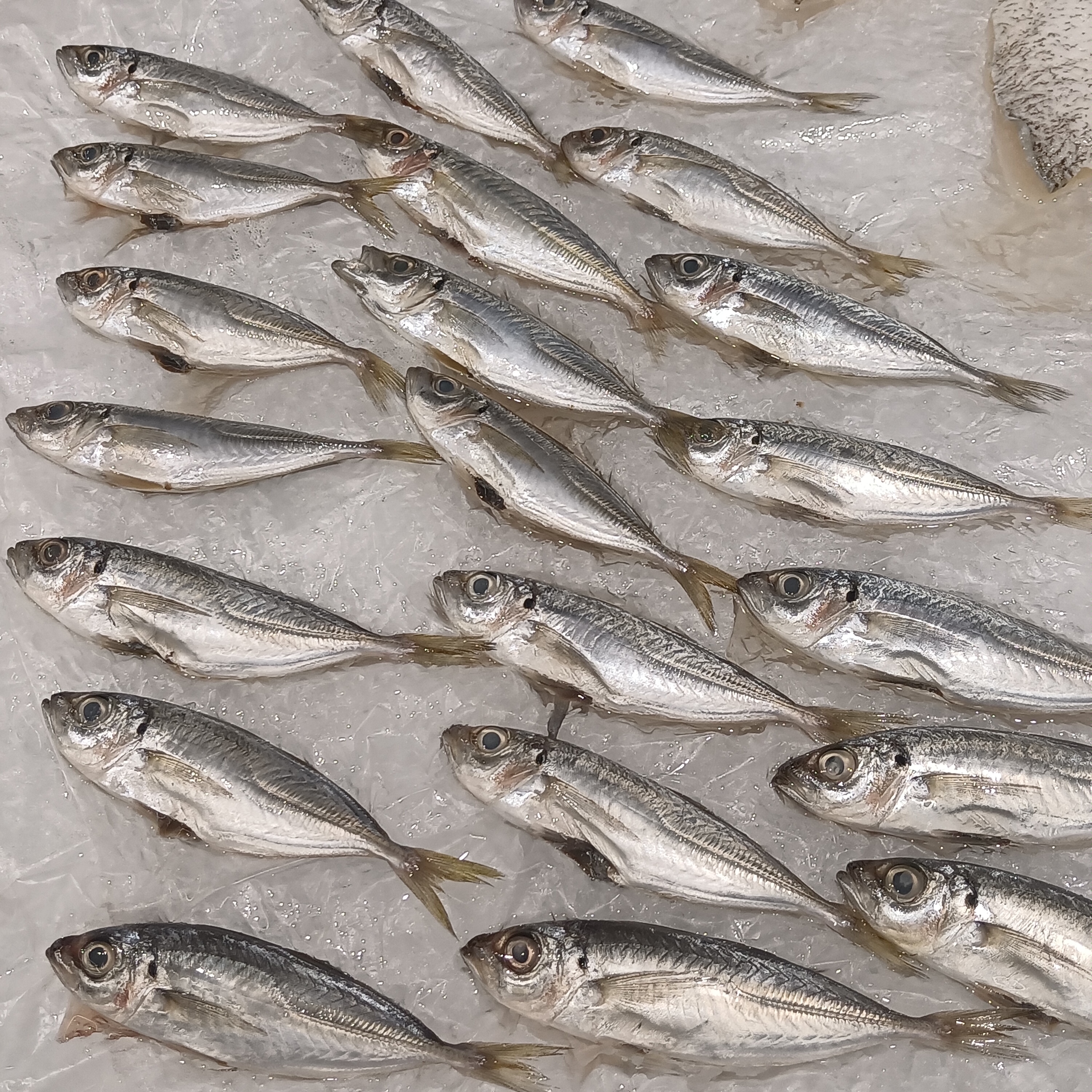 Fresh whole anchovies, gavros, before cleaning