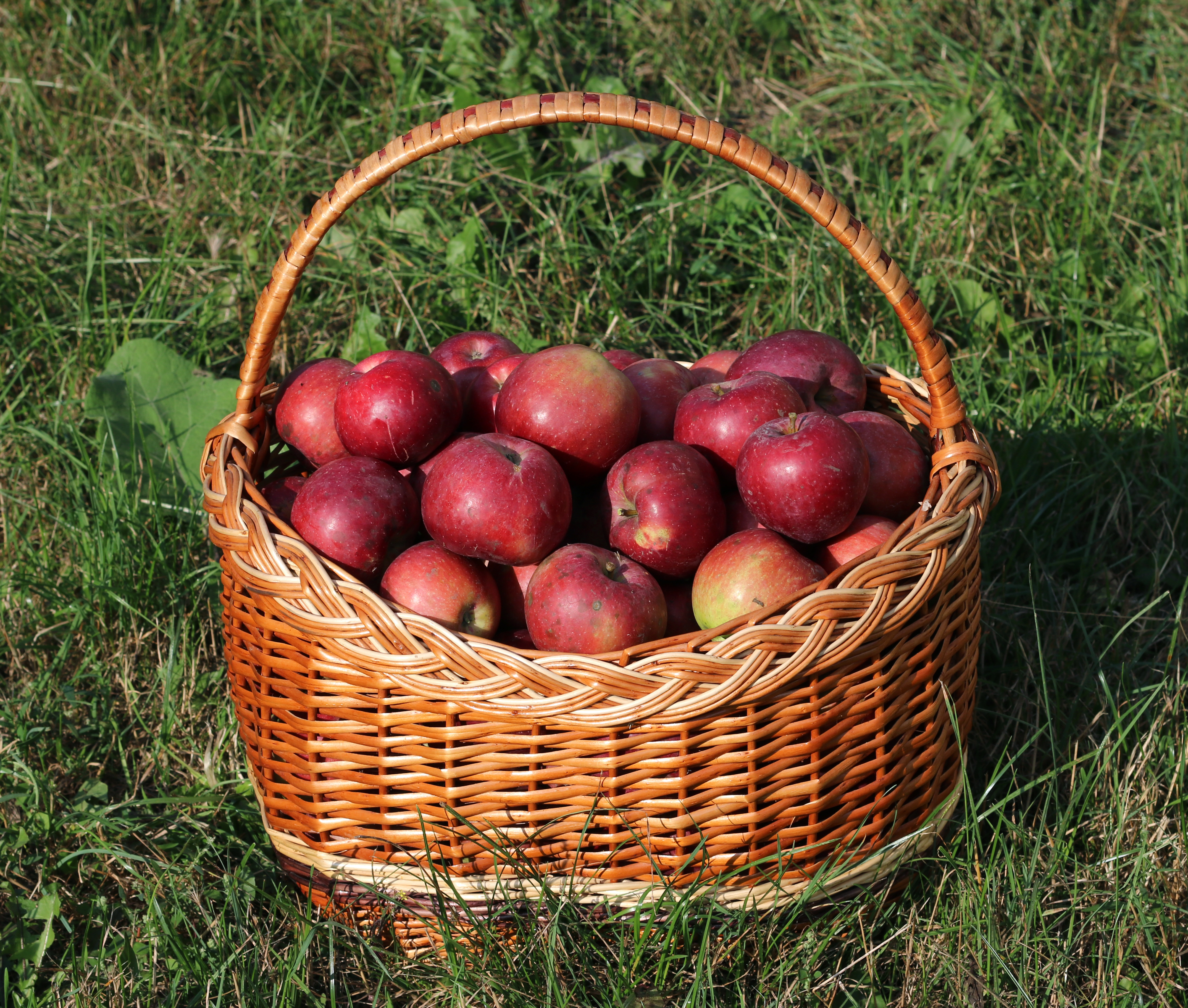 Greek apples, sliced and spiced with cinnamon for milopita