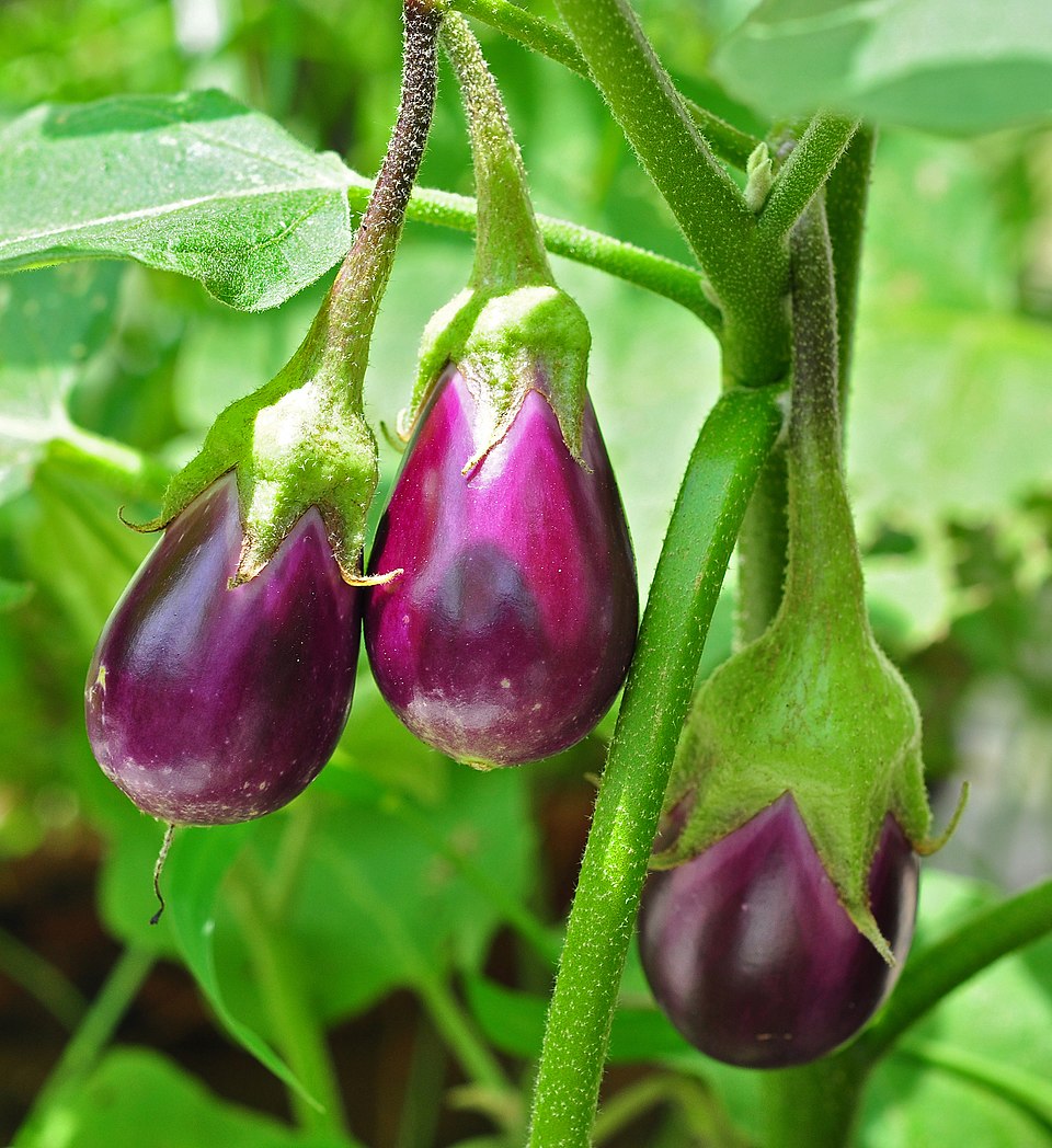 Fresh aubergines, a central vegetable in Greek cooking
