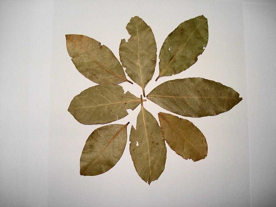Dried bay leaves used in Greek stews and braises