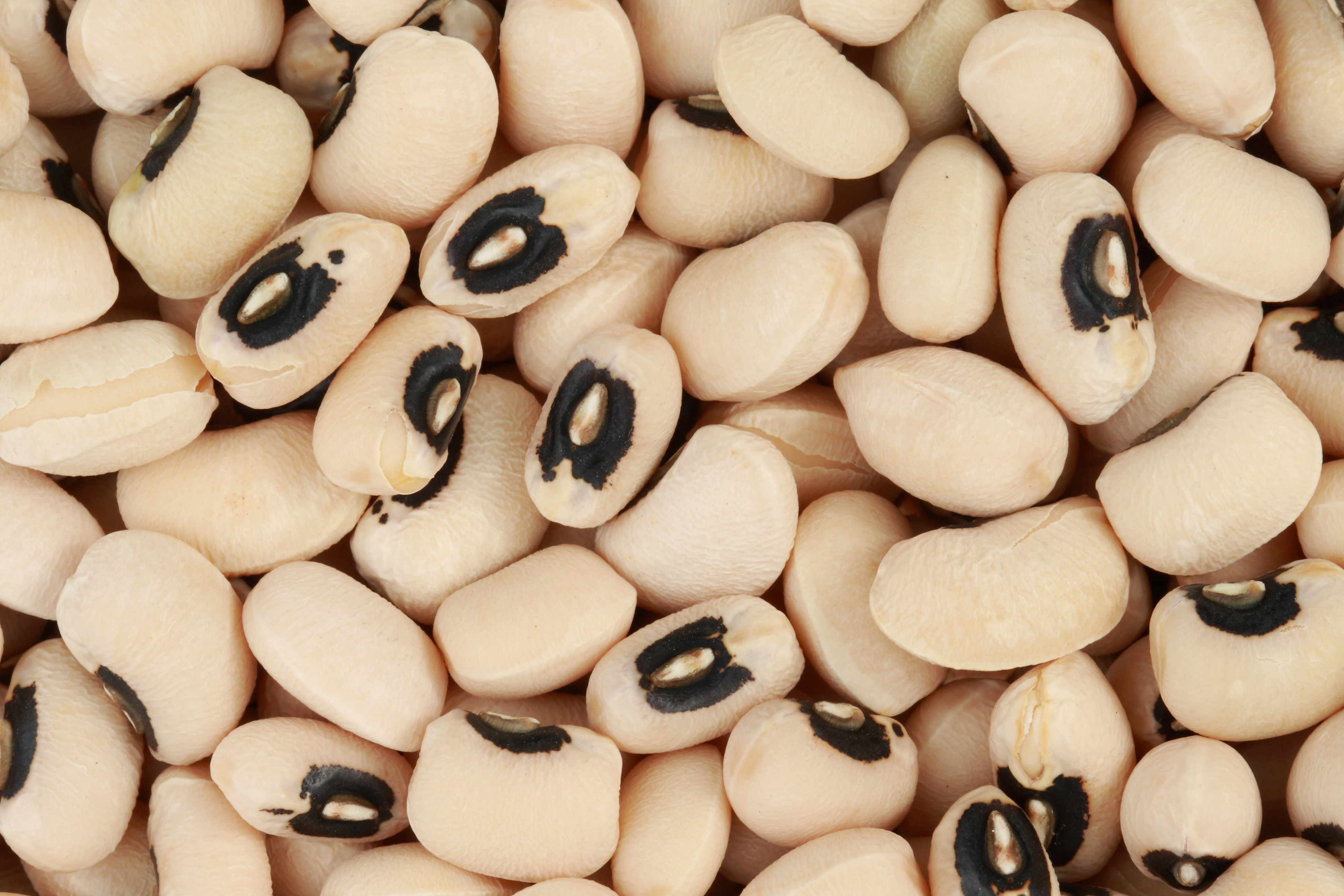 Dried black-eyed beans, mavromatika, in a bowl