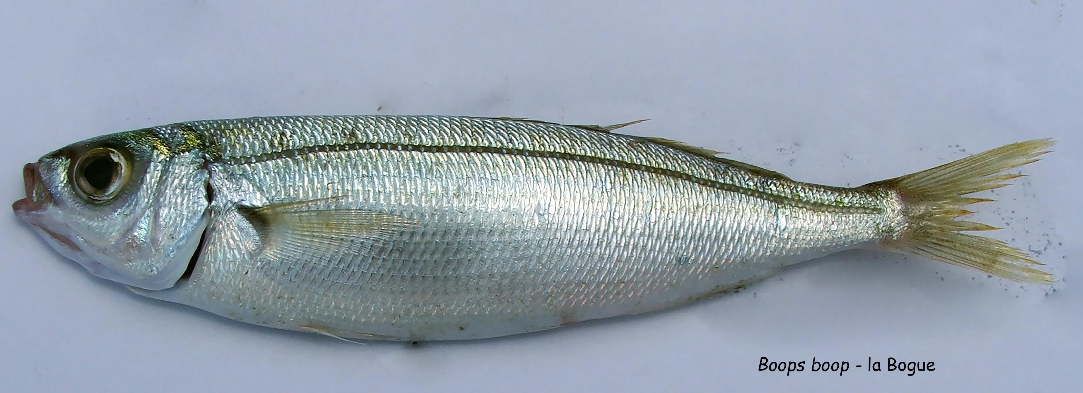 Whole bogue, gopes, scaled and gutted for frying