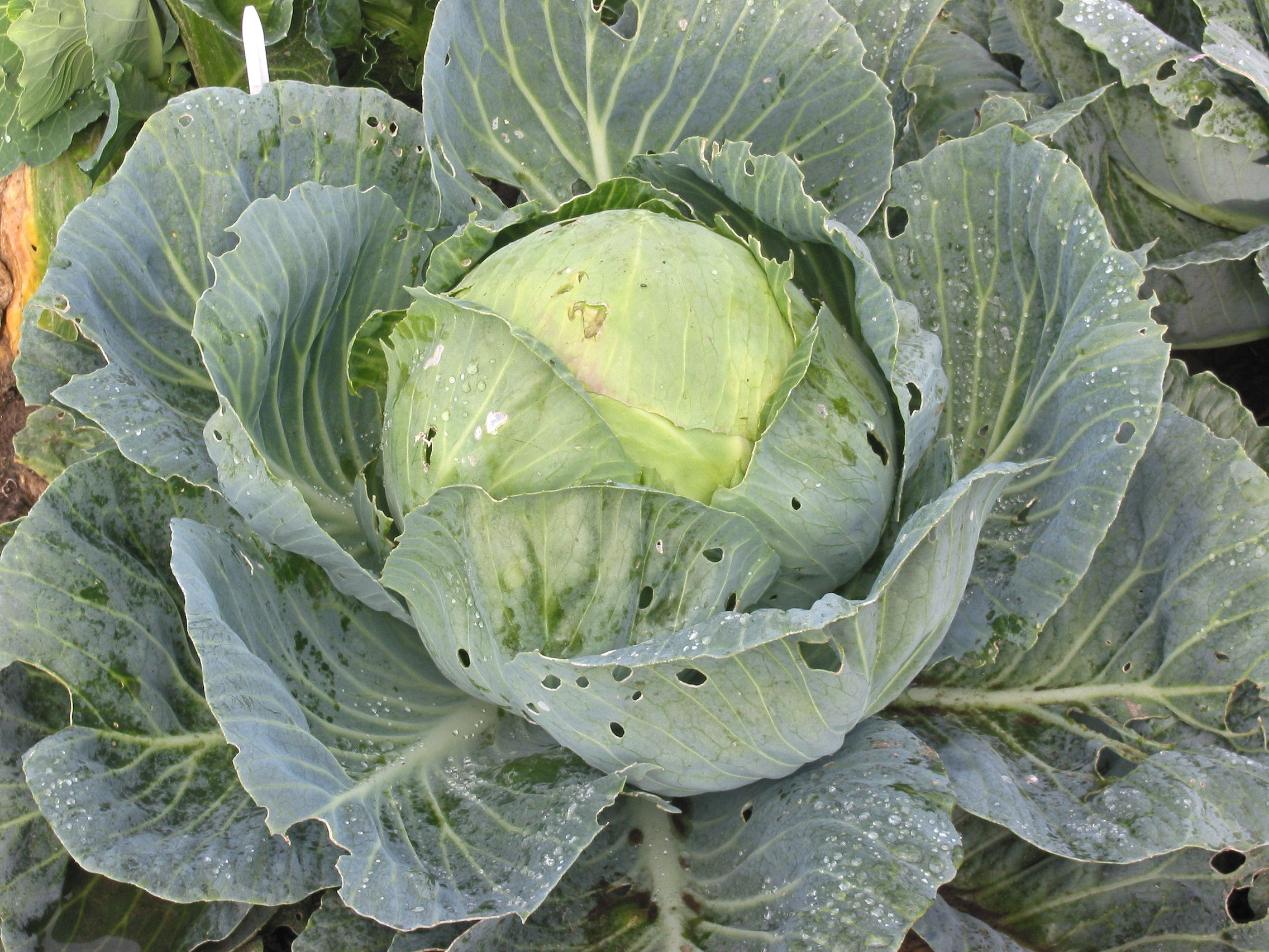 A white cabbage, the winter vegetable behind lahanodolmades