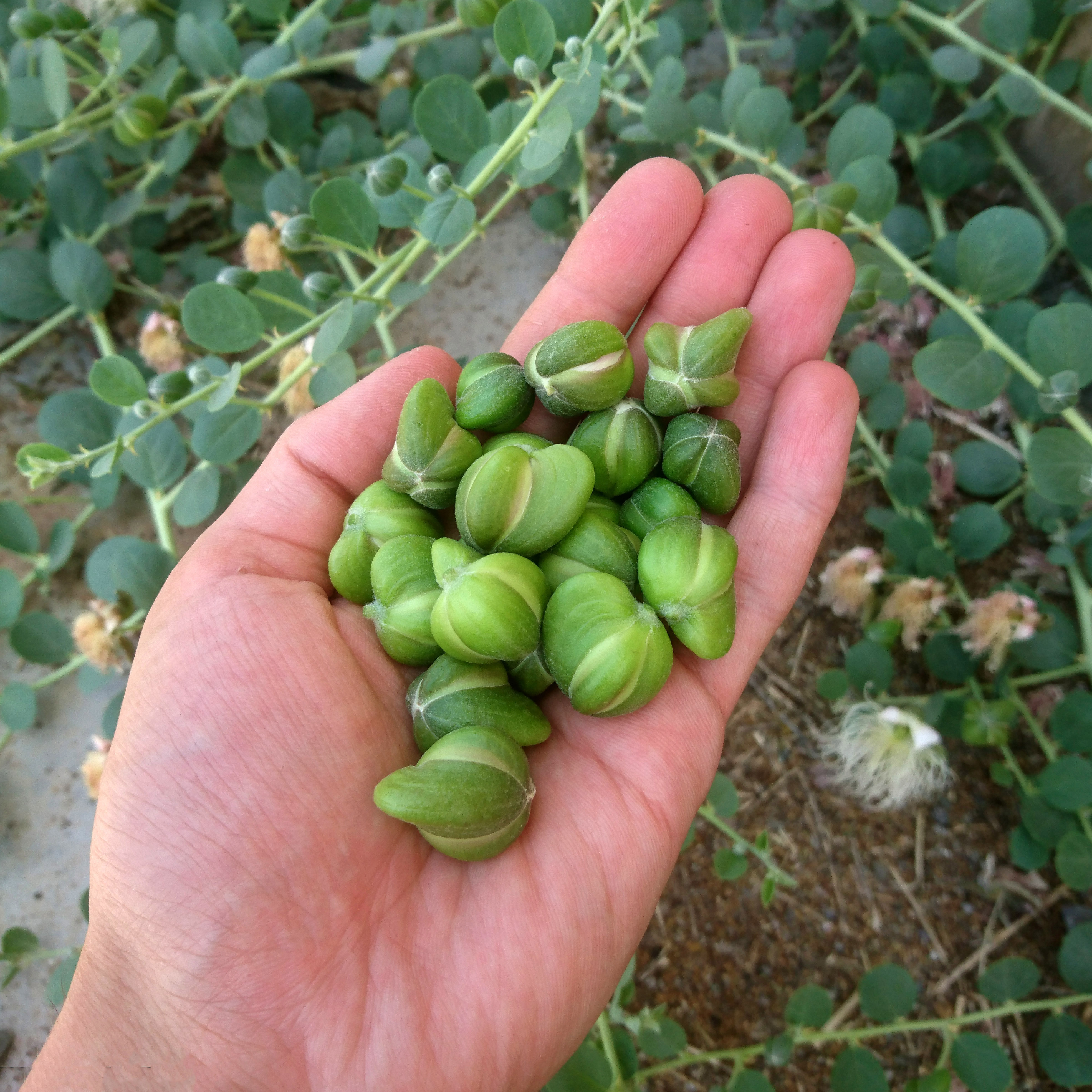 Salted capers and caper leaves from the Greek islands
