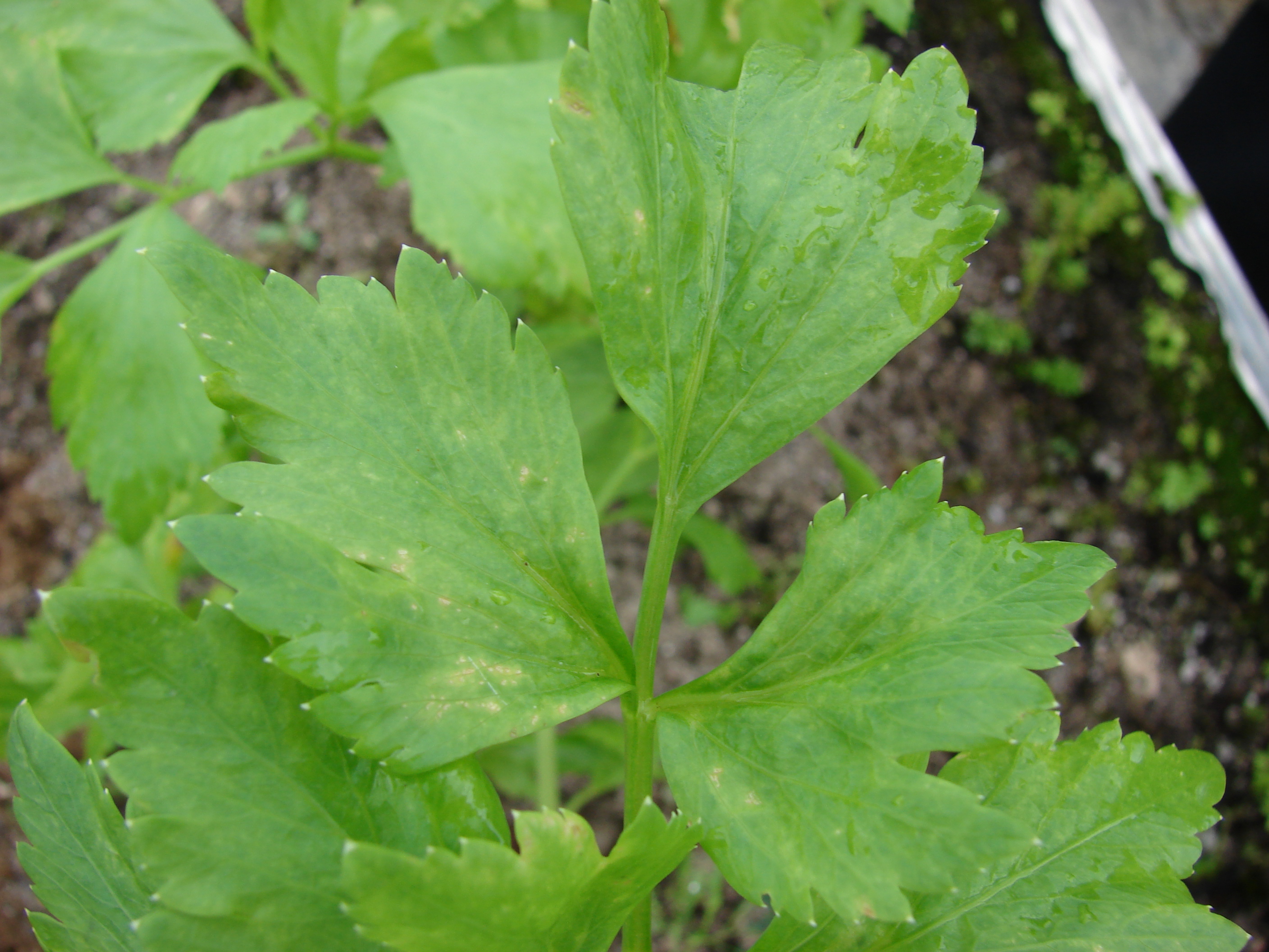 Leafy Greek celery, selino, with thin stalks and dark leaves