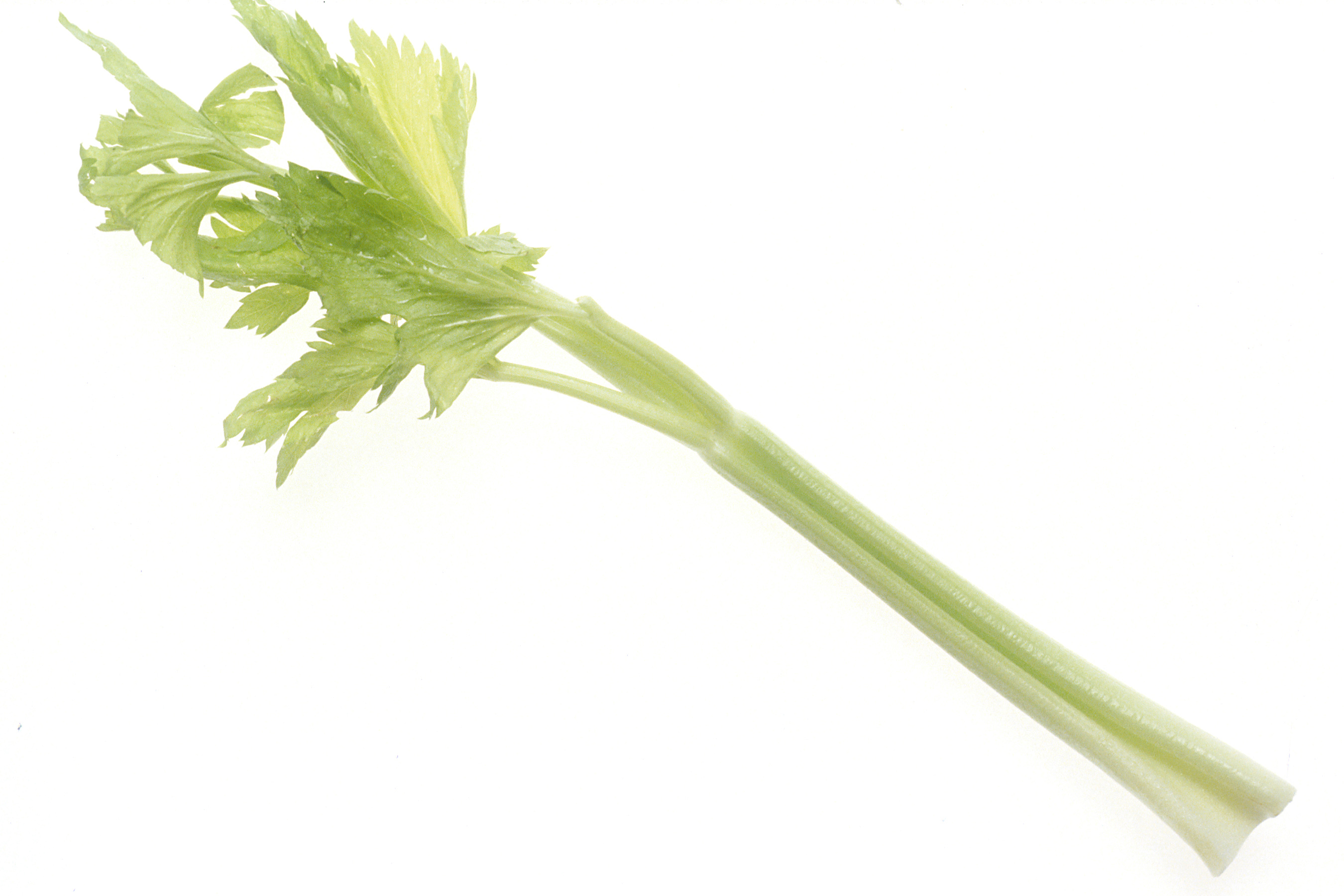 Celery with its leaves, as Greek recipes call for it