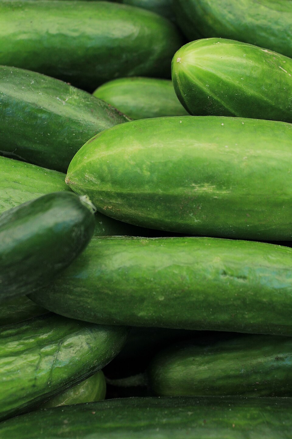 Fresh cucumbers, a summer staple in Greek cooking