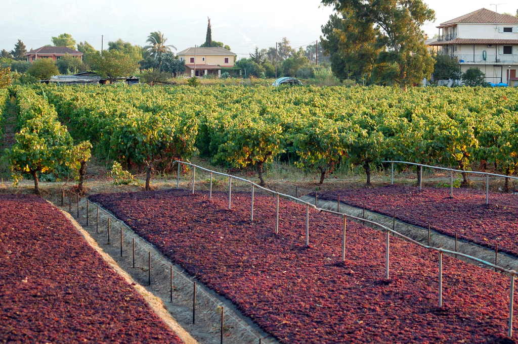 Tiny dark Corinthian currants, the small dried Greek grape