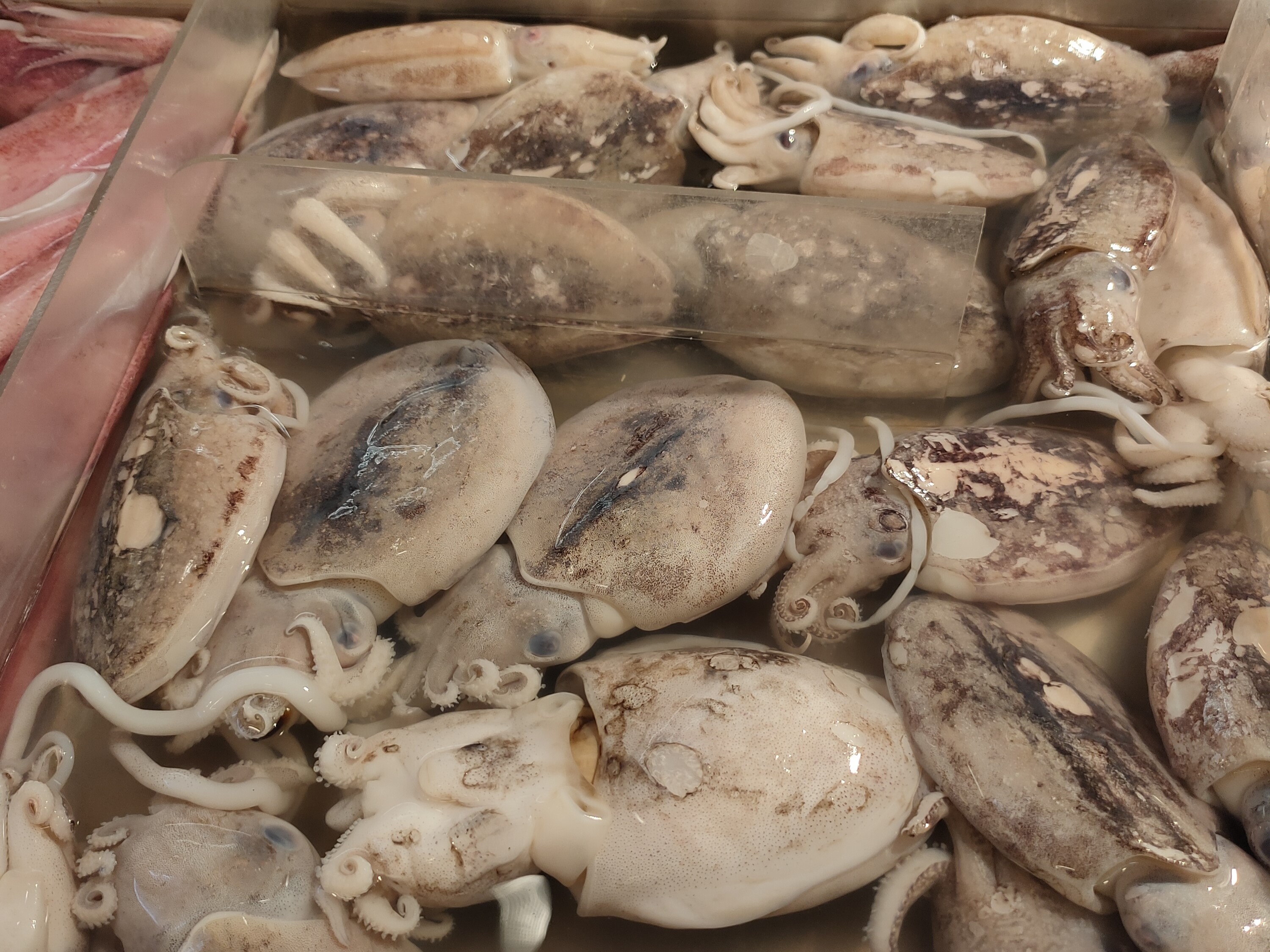 Cleaned cuttlefish, soupia, ready for braising