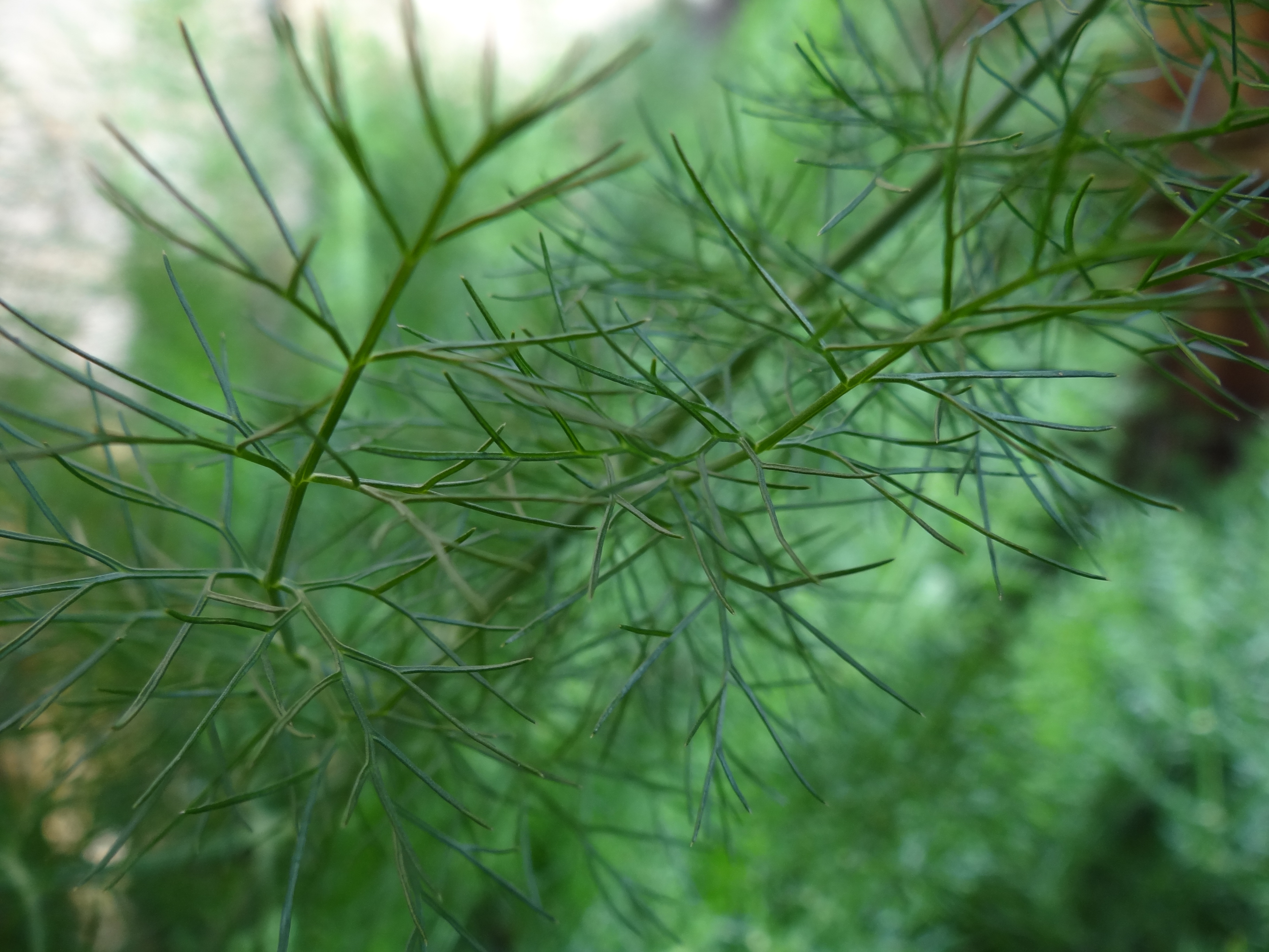 Wild fennel fronds and fennel seed used in Greek cooking