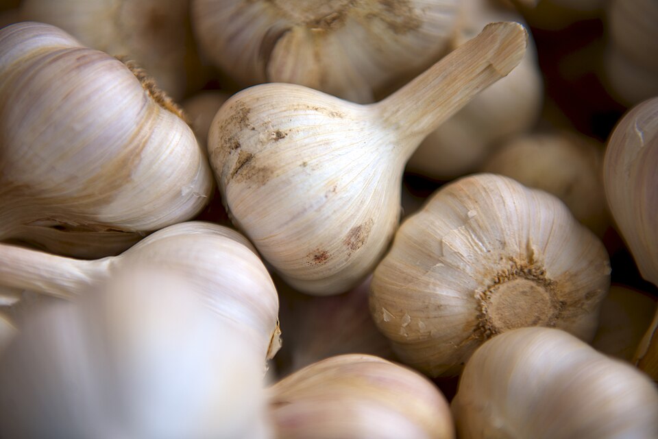 Fresh garlic bulbs used in Greek cooking
