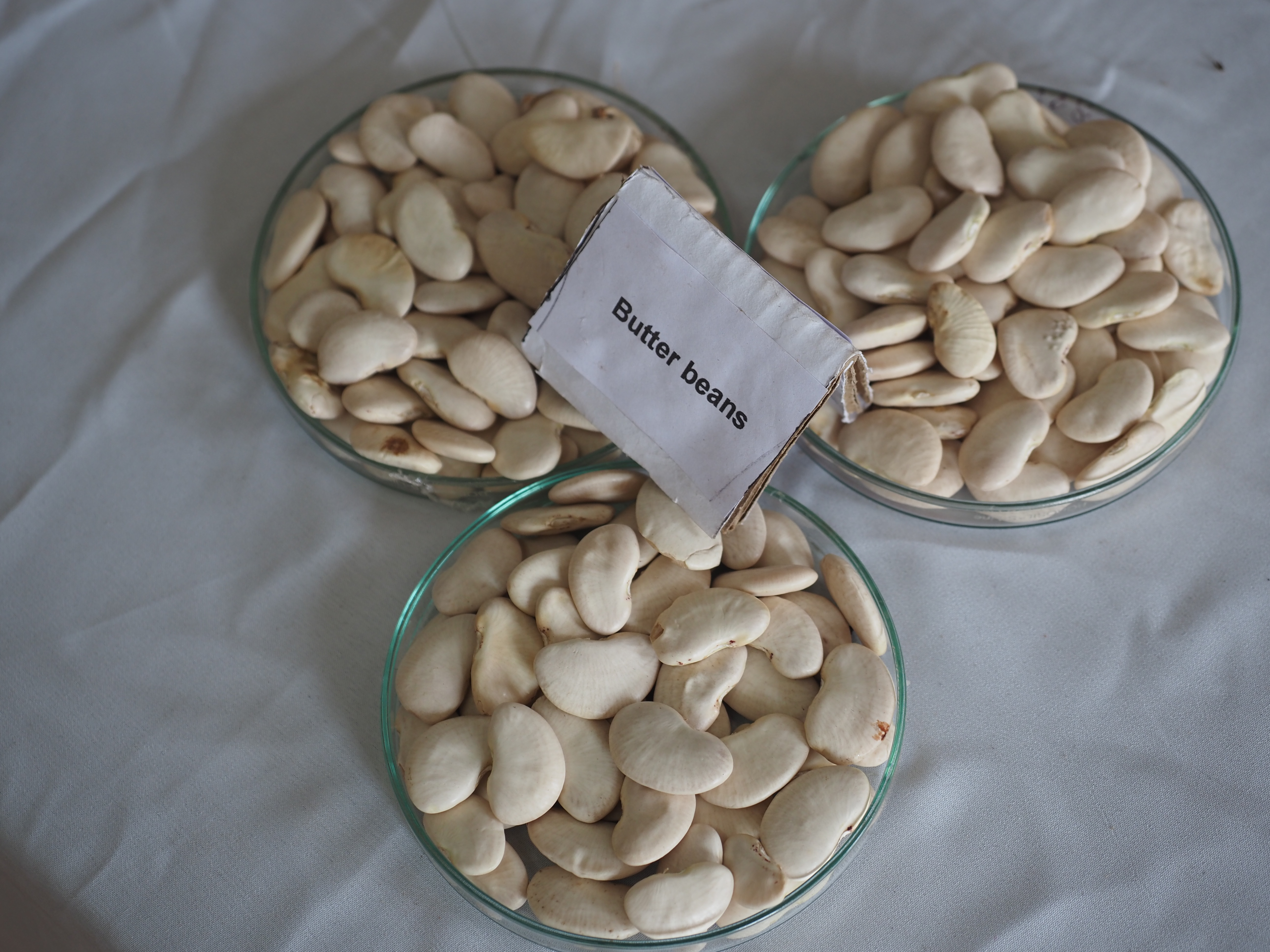 Dried gigantes, the large white beans of northern Greece