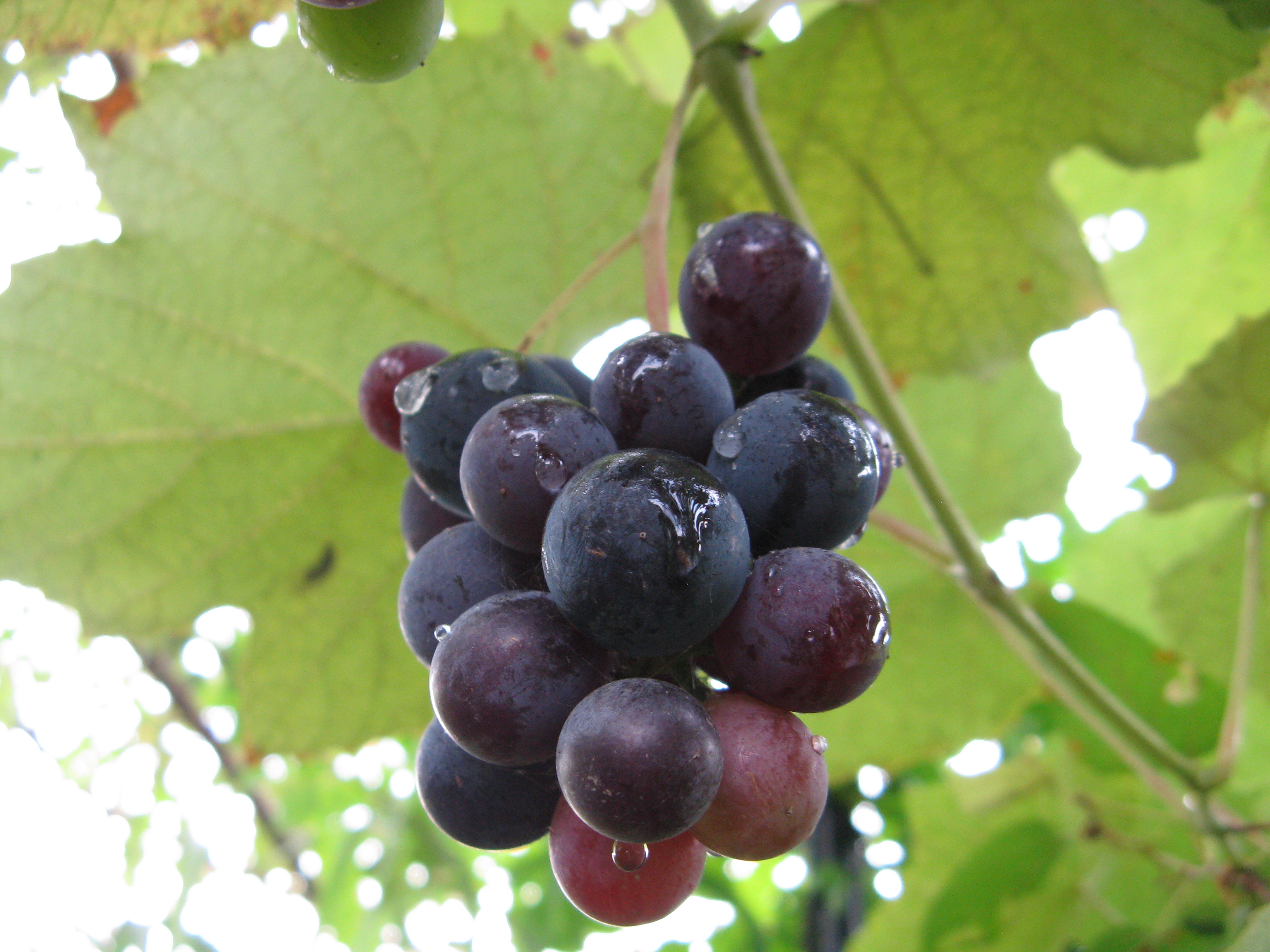 Bunches of Greek grapes at harvest, pressed for must