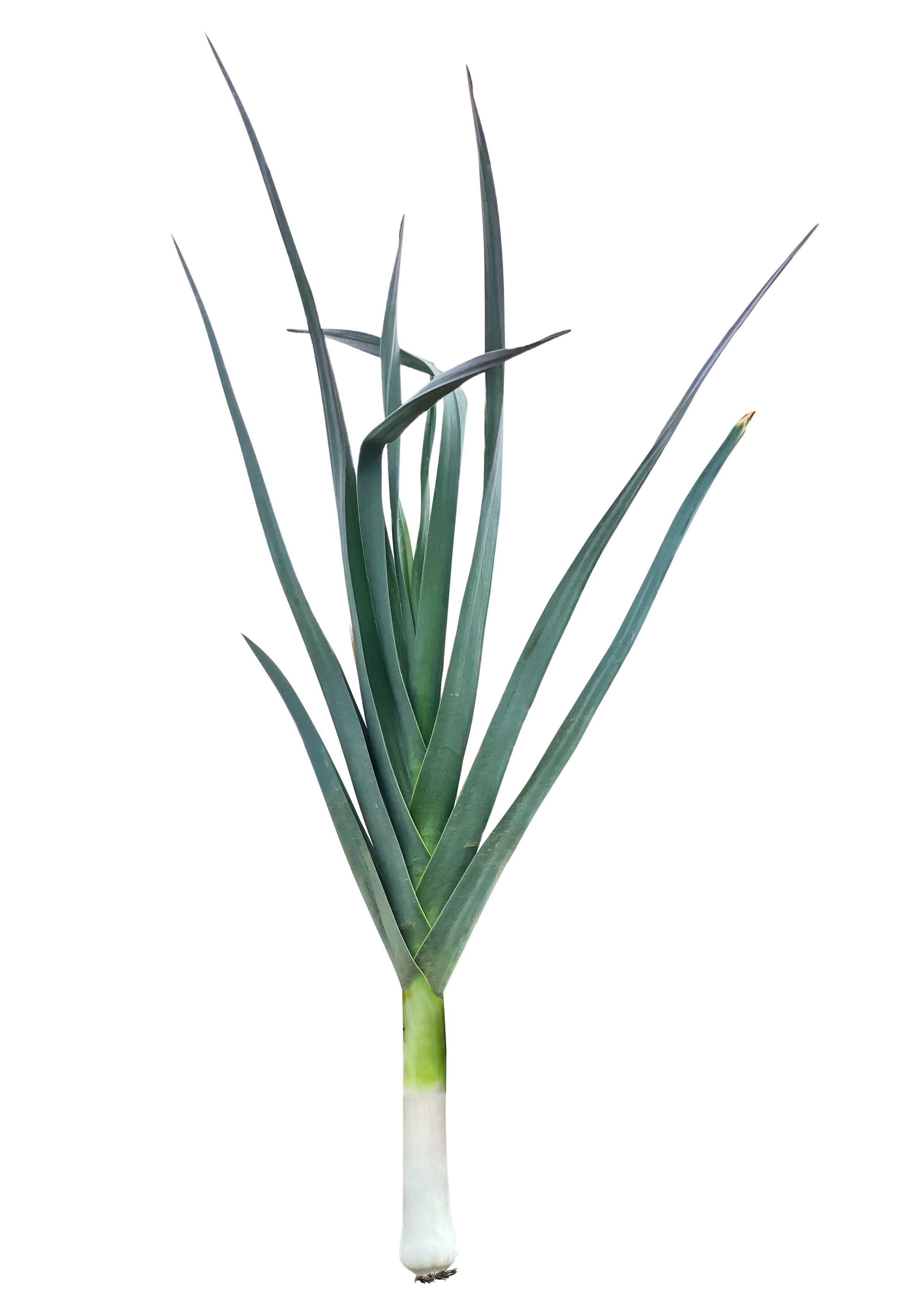 Fresh leeks, a winter vegetable in Greek cooking