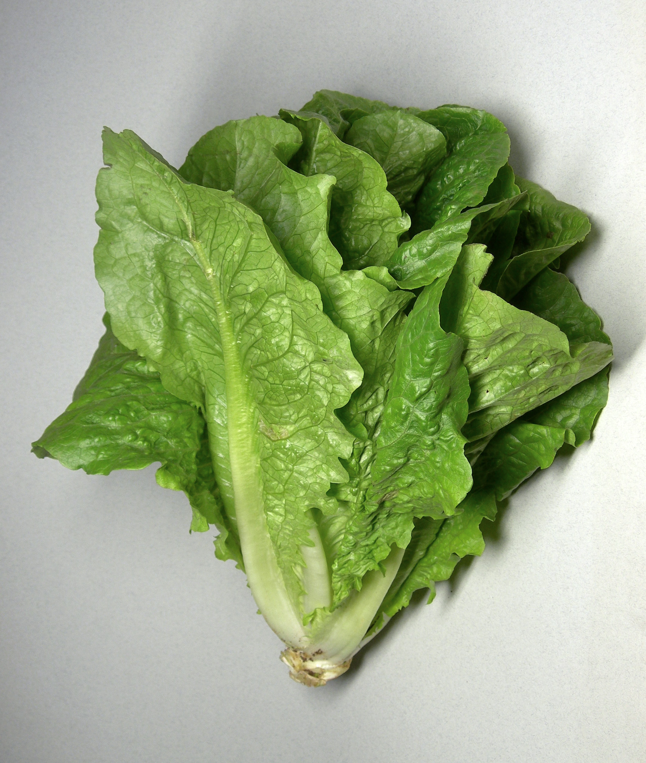 Cos lettuce, finely shredded for maroulosalata