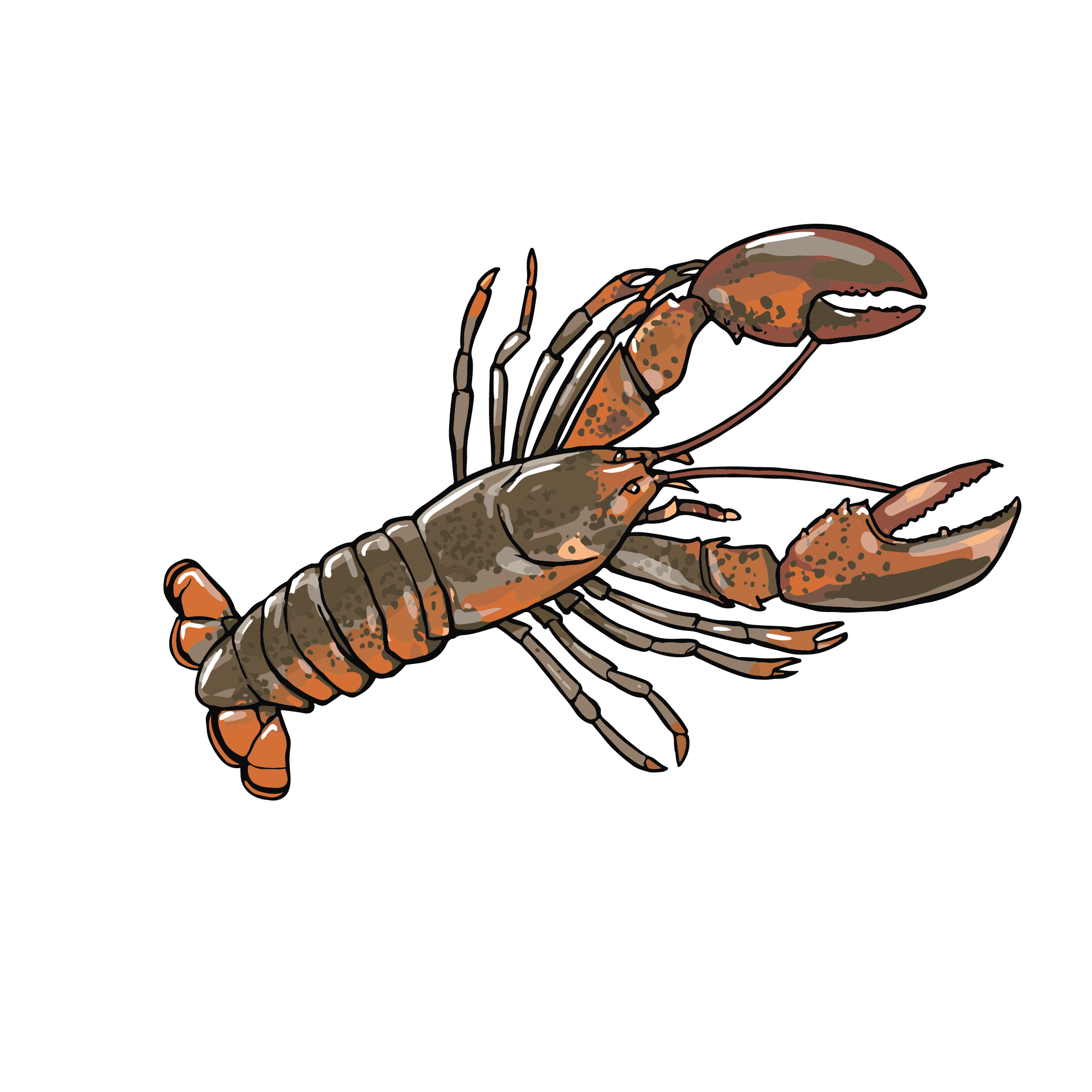 A whole spiny lobster, astakos, split for cooking