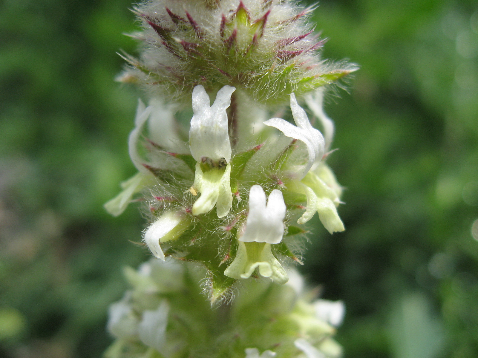 Dried sideritis stems, the Greek mountain tea herb, with leaves and flowers
