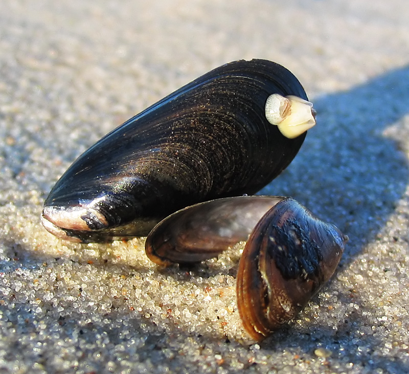 Fresh mussels, mydia, scrubbed and debearded