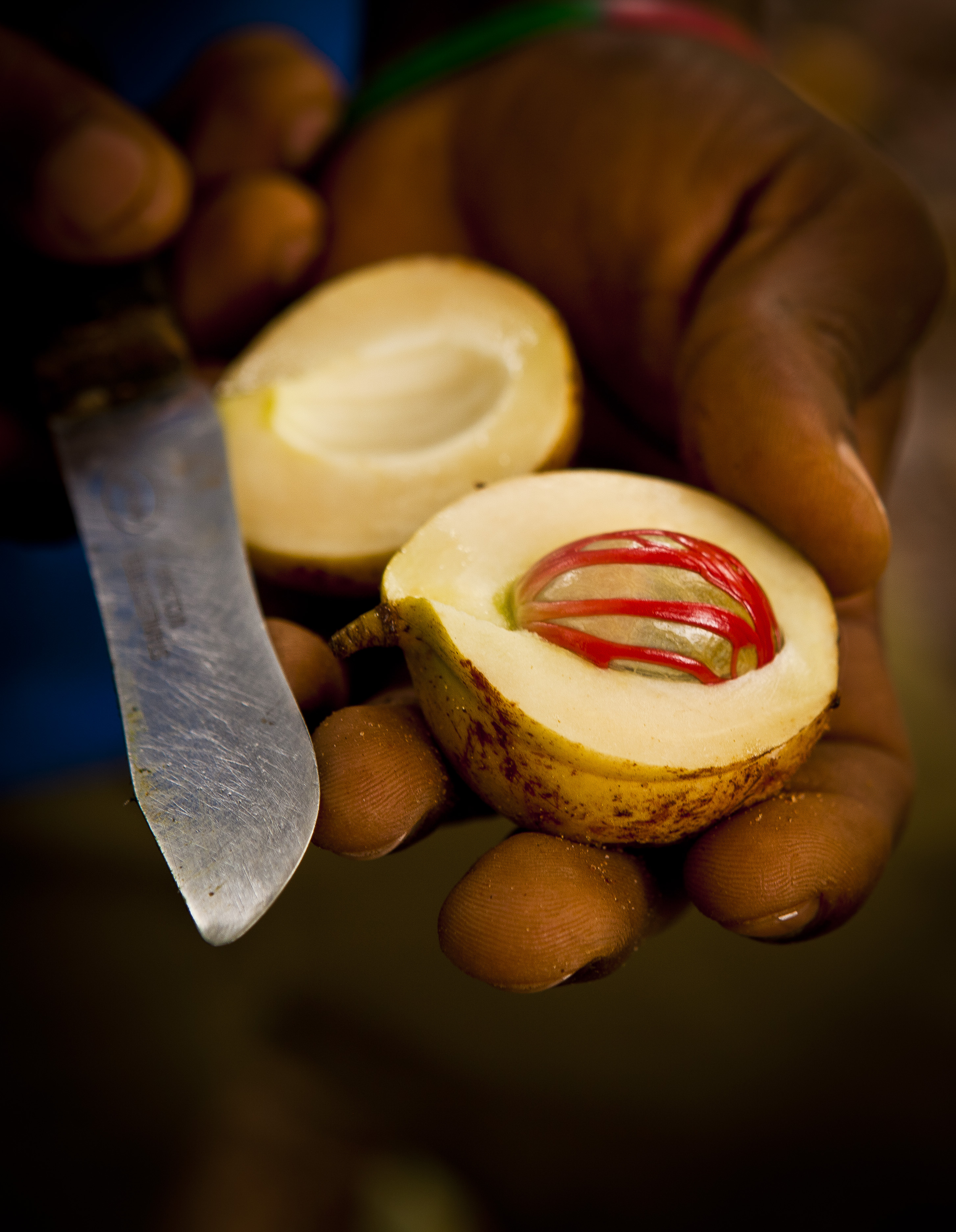 Whole nutmegs and a fine grater, used in Greek bechamel