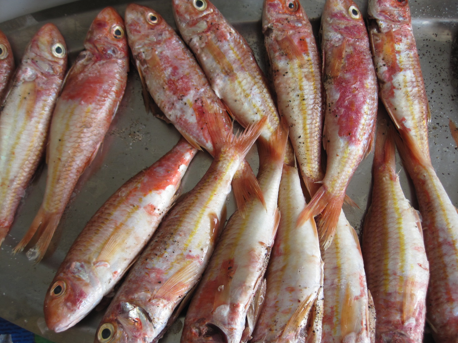 Whole red mullet, barbounia, ready to be floured and fried