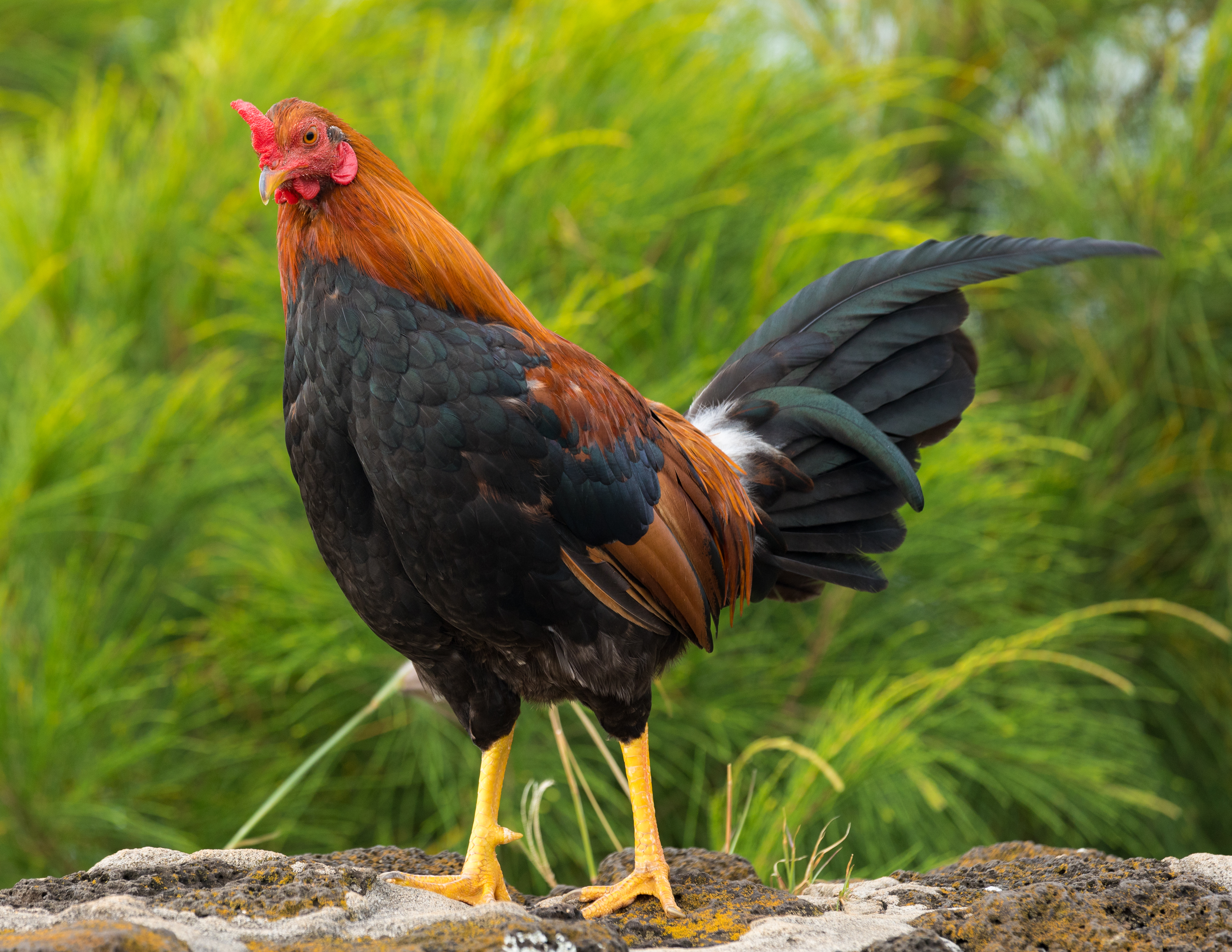 A jointed rooster, the bird behind Corfu's pastitsada