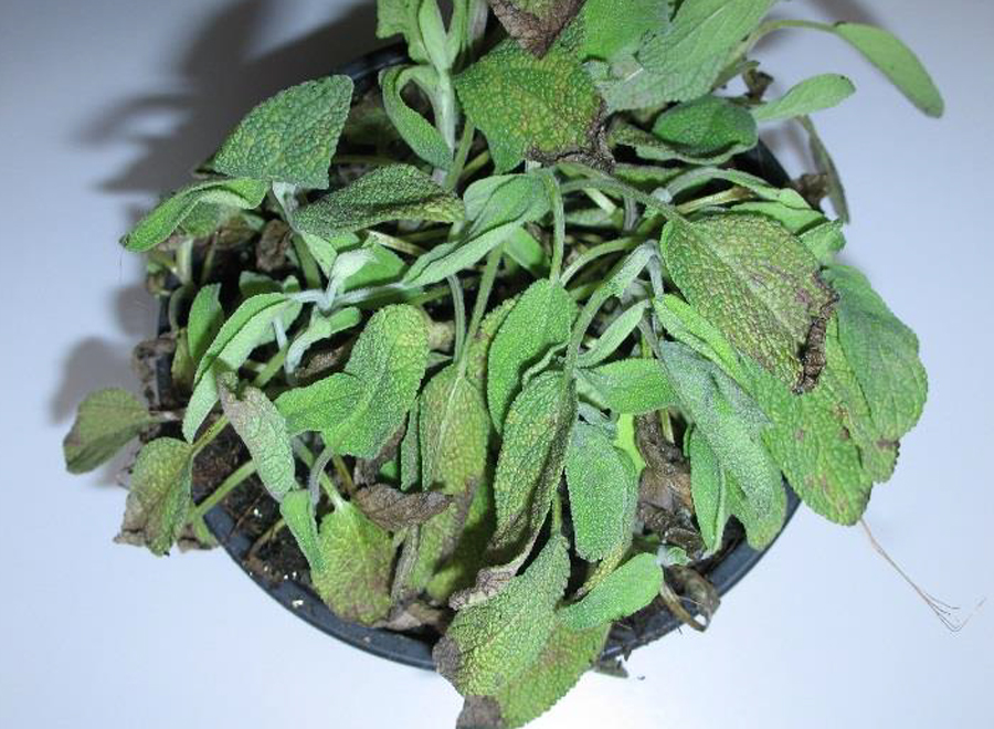 Dried Greek sage leaves, faskomilo, used for tea