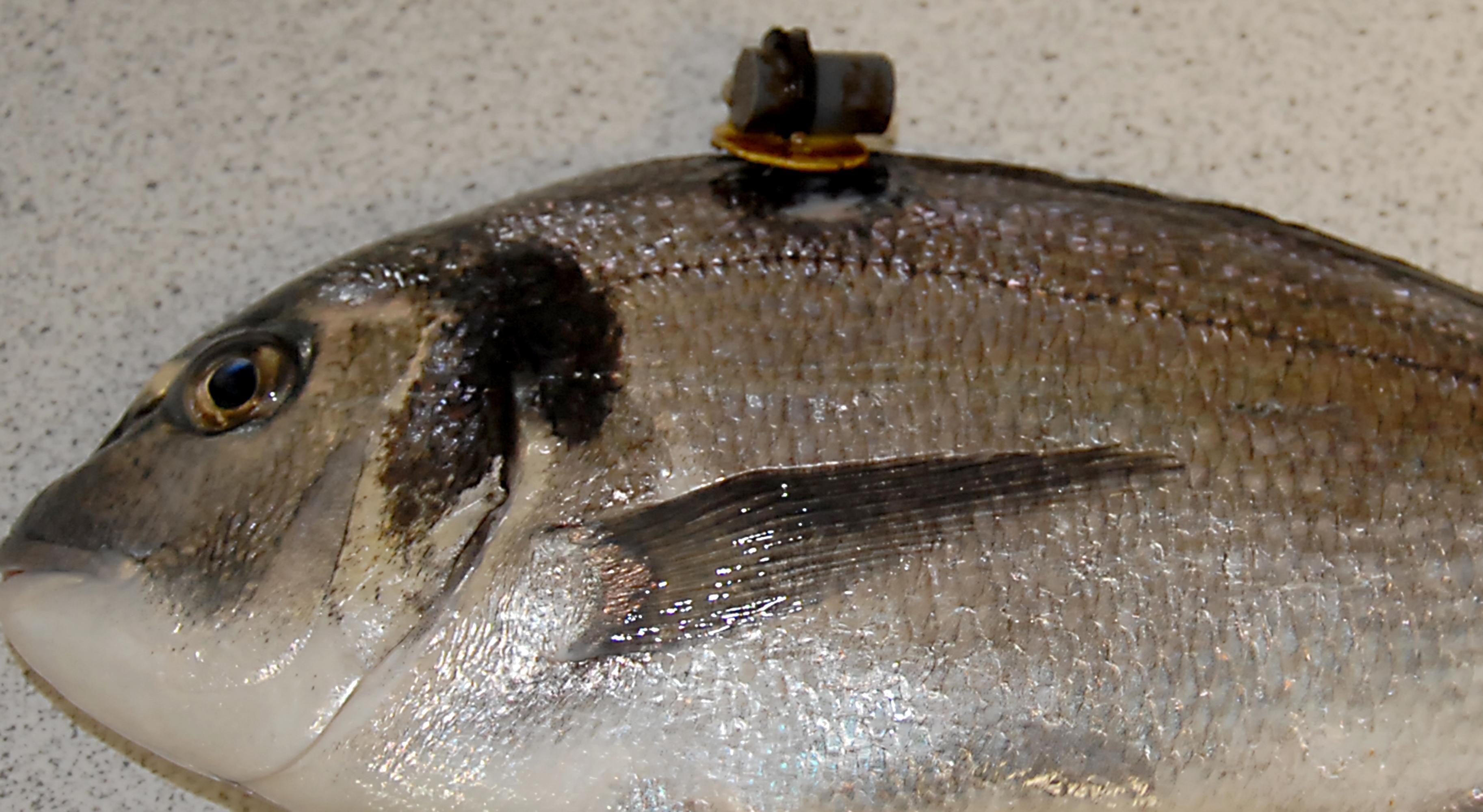 A whole sea bream, tsipoura, scaled and ready for the grill