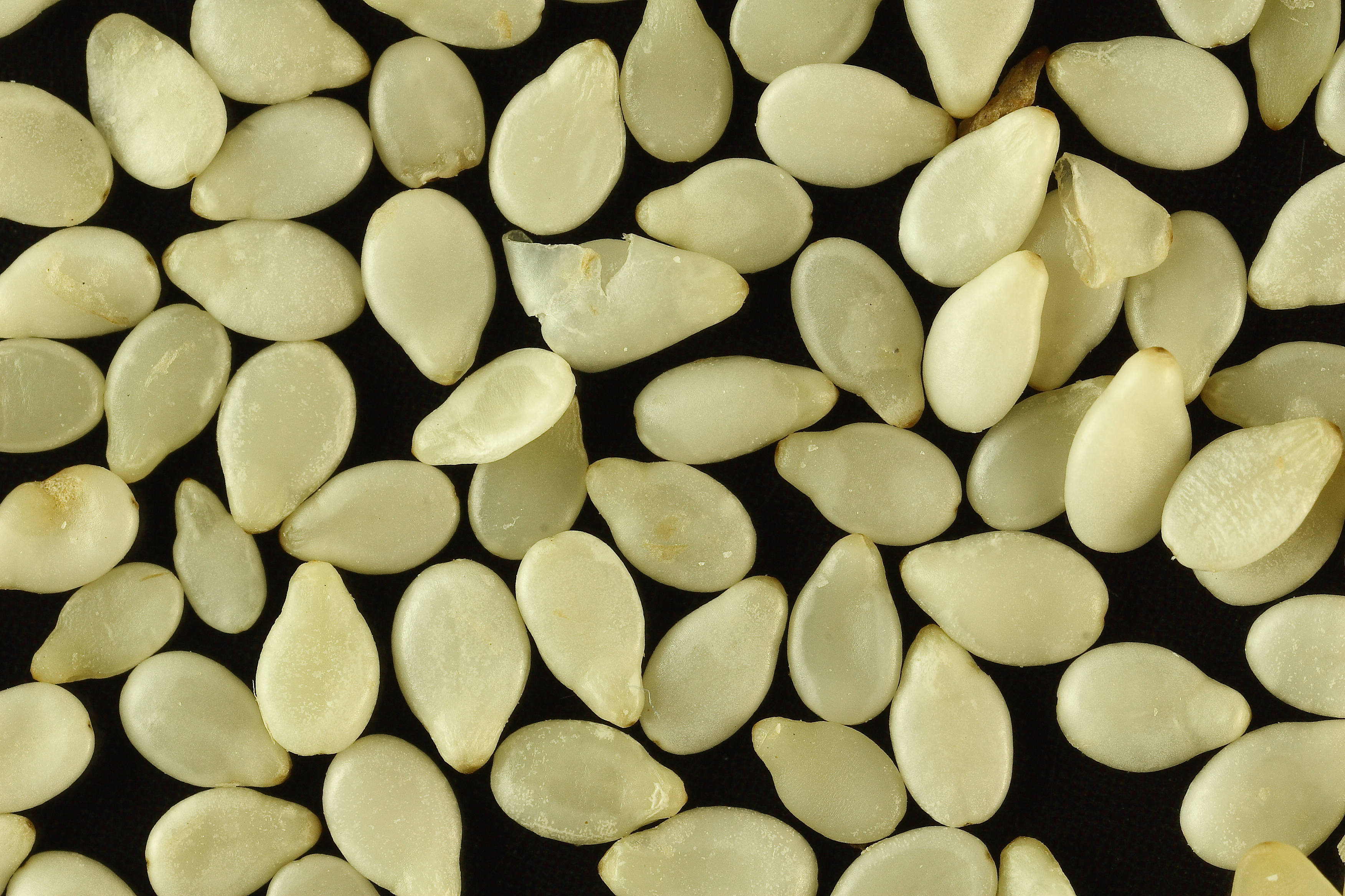Sesame seeds, toasted onto Greek breads and pressed into pasteli