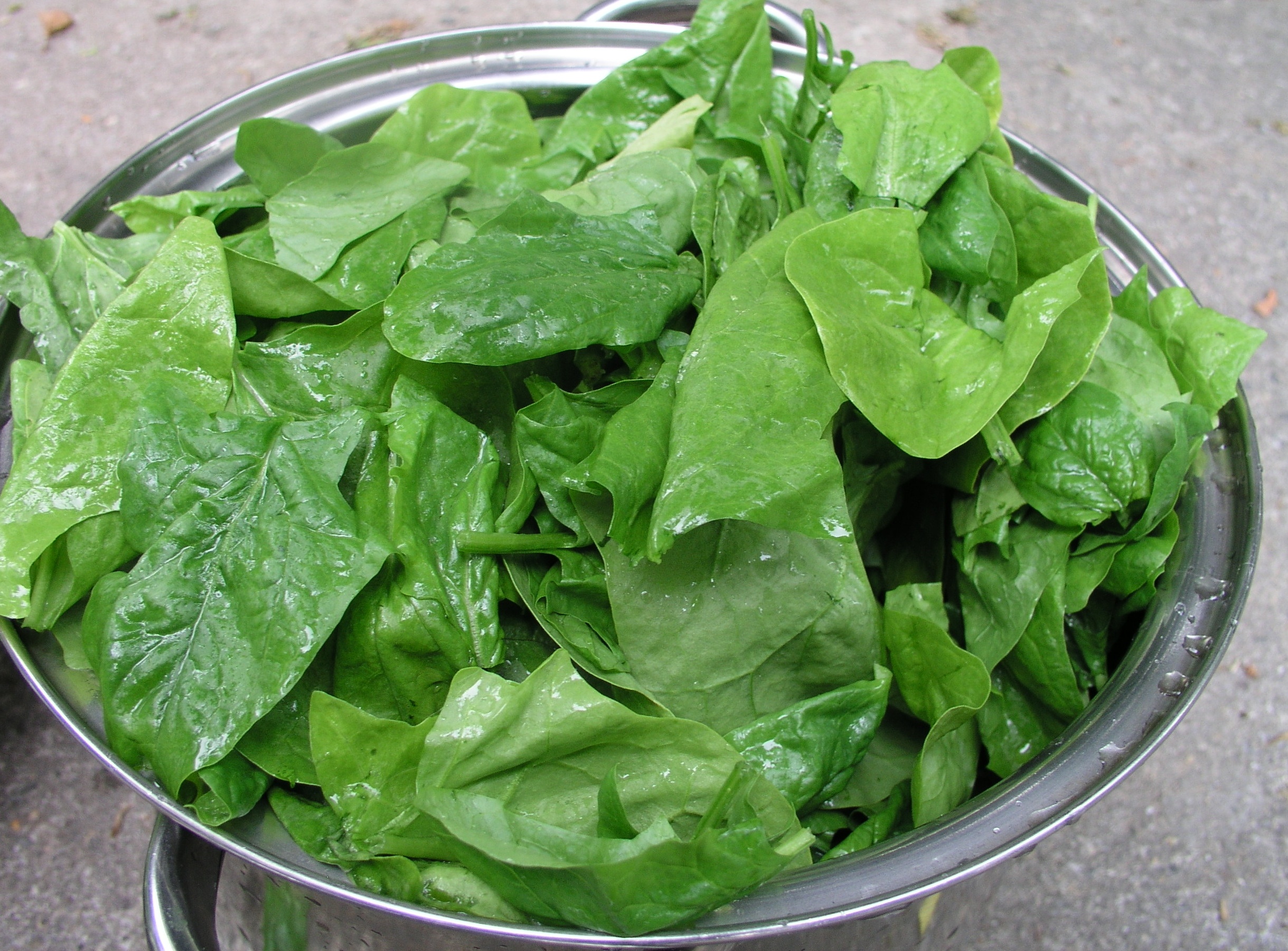 Fresh spinach leaves, the base of spanakopita and spanakorizo