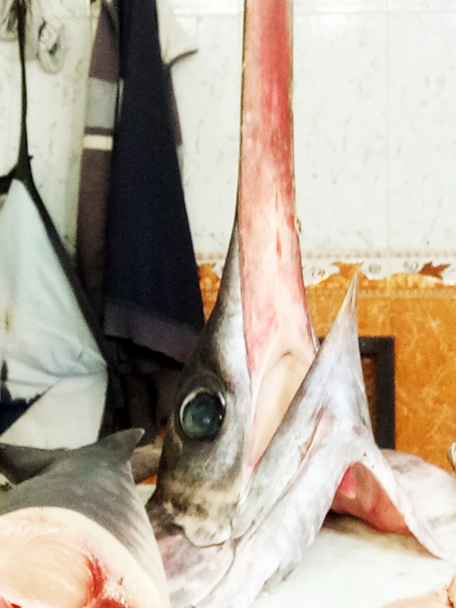 Swordfish steak, xifias, cut for skewers