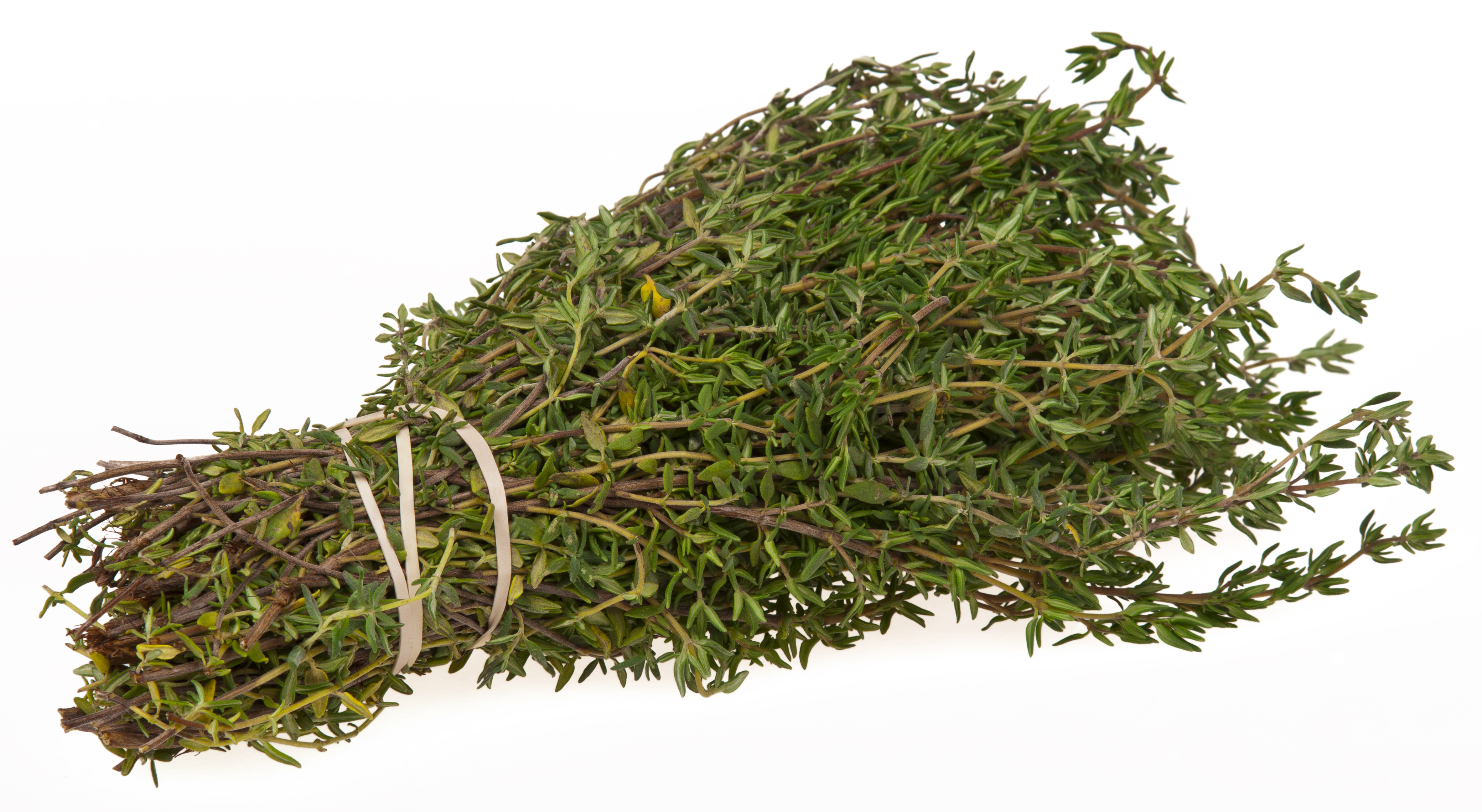 Wild Greek thyme, thymari, dried on the stem