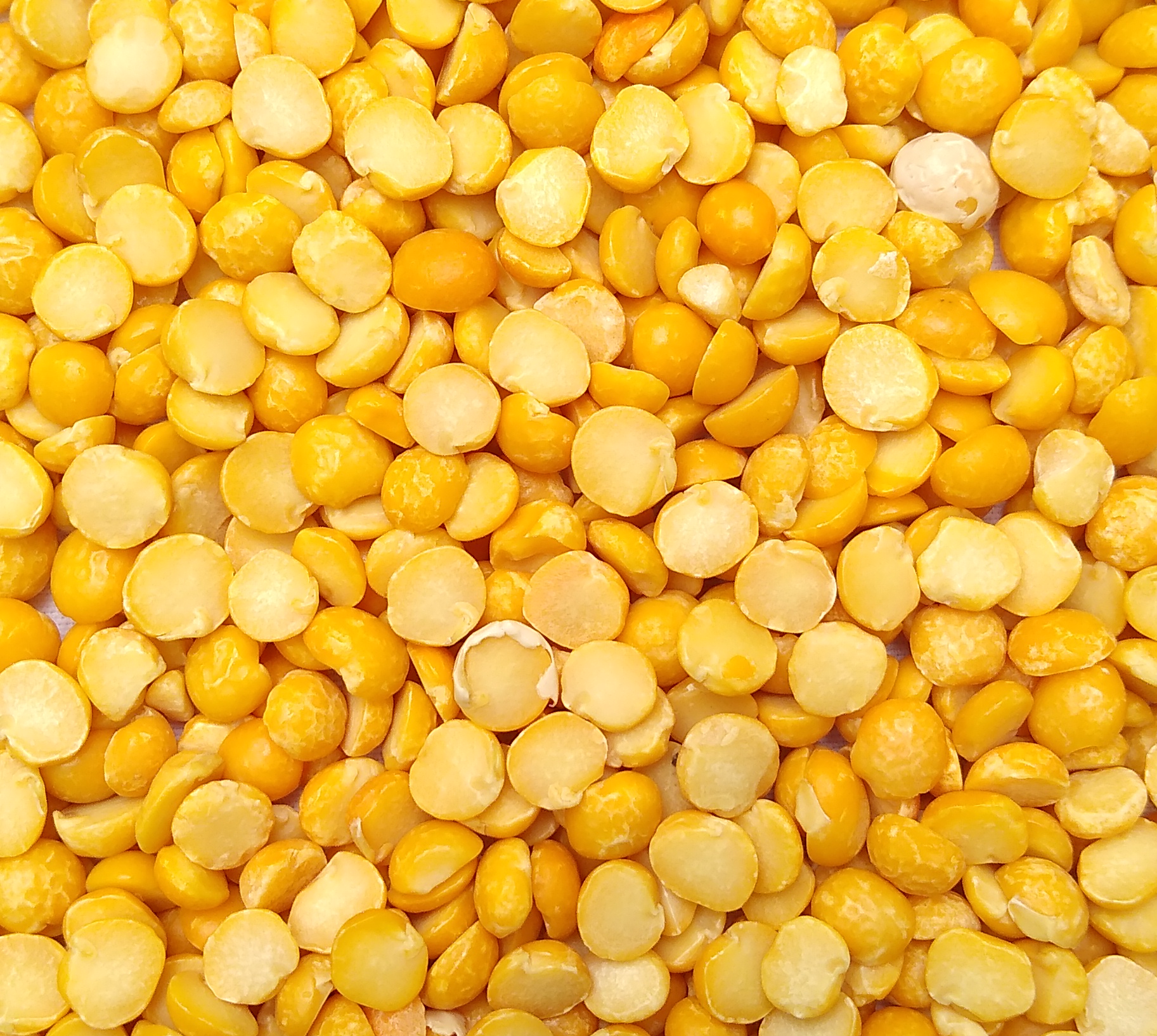 Dried yellow split peas, the base of Greek fava