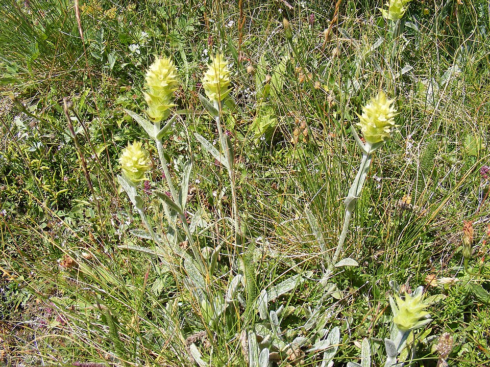 A cup of Greek mountain tea with dried sideritis stems